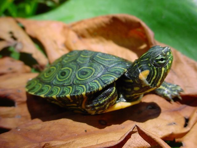 Породы черепах в Краснокумском | ЗооТом портал о животных