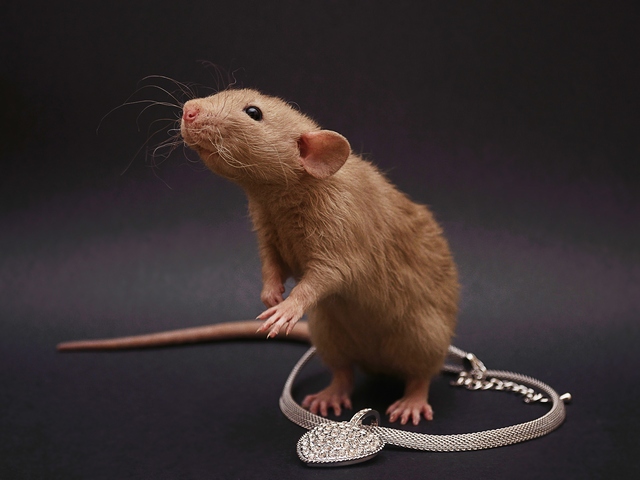 Породы крыс | ЗооТом - продажа, вязка и услуги для животных в Краснокумском