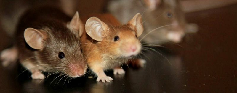 Все о мышах в Краснокумском | ЗооТом - продажа, вязка и услуги для животных в Краснокумском