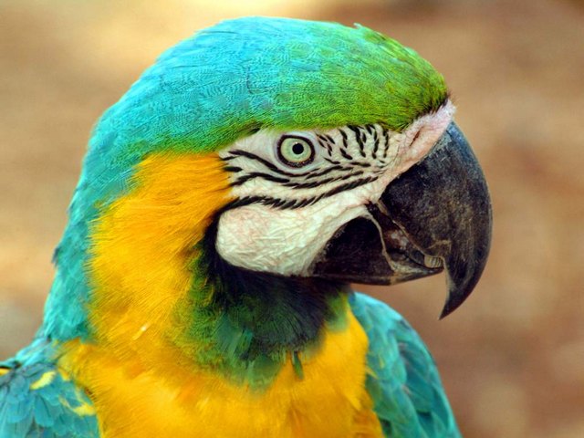 Все о попугаях в Краснокумском | ЗооТом портал о животных