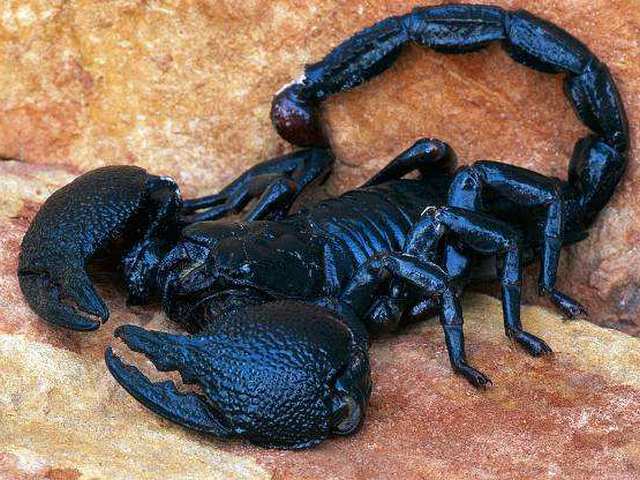 Все о скорпионах в Краснокумском | ЗооТом портал о животных