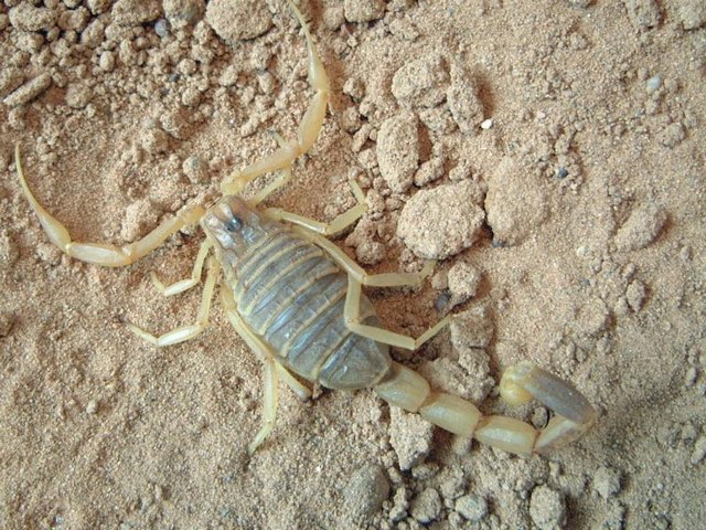 Содержание скорпионов и уход за ними в Краснокумском | ЗооТом портал о животных