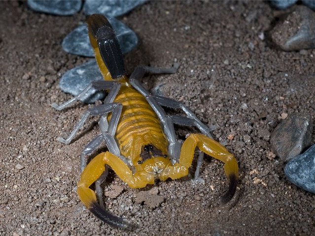 Содержание скорпионов и уход за ними в Краснокумском | ЗооТом портал о животных