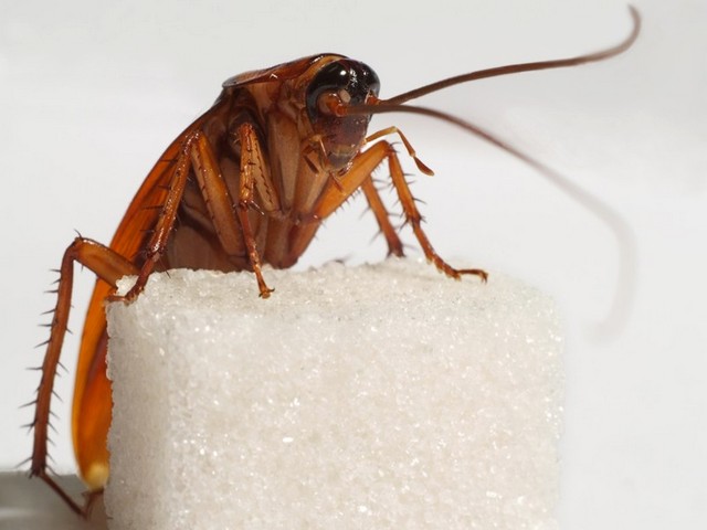 Все о тараканах в Краснокумском | ЗооТом портал о животных
