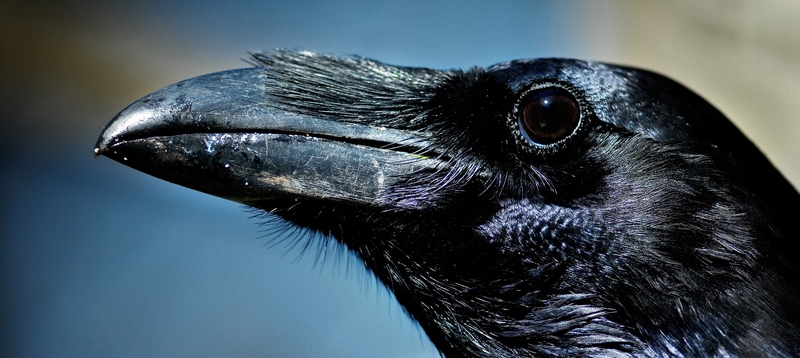 Все о воронах в Краснокумском | ЗооТом портал о животных