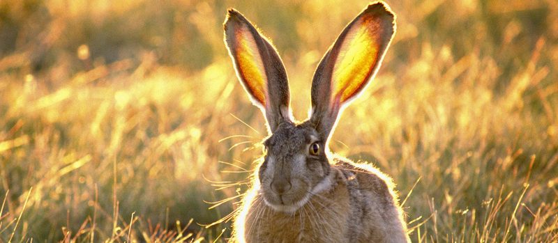 Все о зайцах | ЗооТом - продажа, вязка и услуги для животных в Краснокумском
