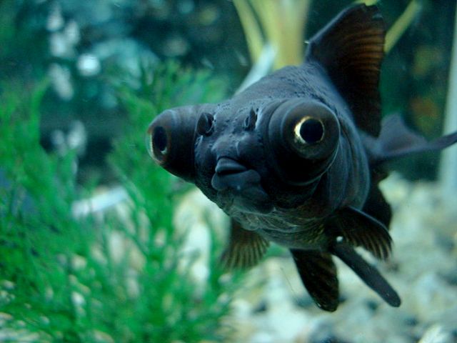 Породы аквариумных рыбок в Краснокумском | ЗооТом портал о животных