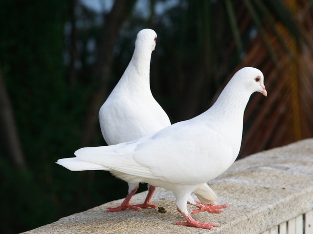 Все о голубях | ЗооТом - продажа, вязка и услуги для животных в Краснокумском