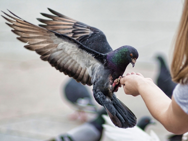 Все о голубях | ЗооТом - продажа, вязка и услуги для животных в Краснокумском