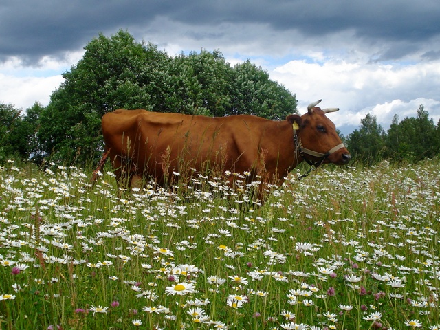 Все о коровах в Краснокумском | ЗооТом портал о животных