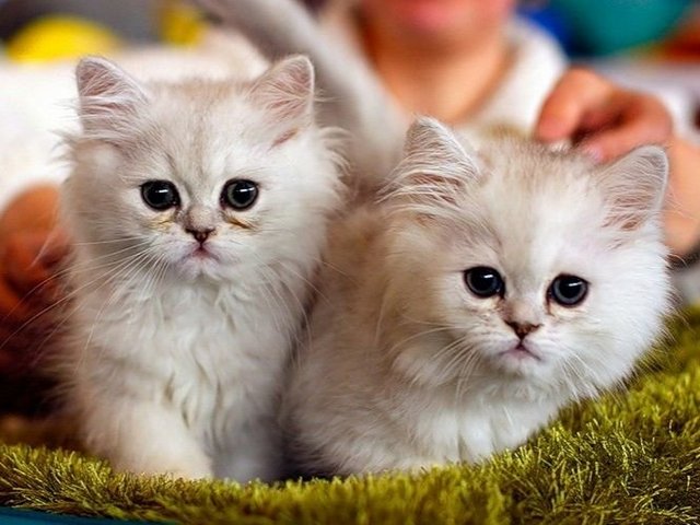 Породы кошек в Краснокумском | ЗооТом портал о животных