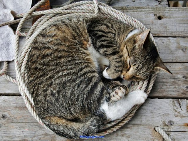 Все о кошках в Краснокумском | ЗооТом портал о животных