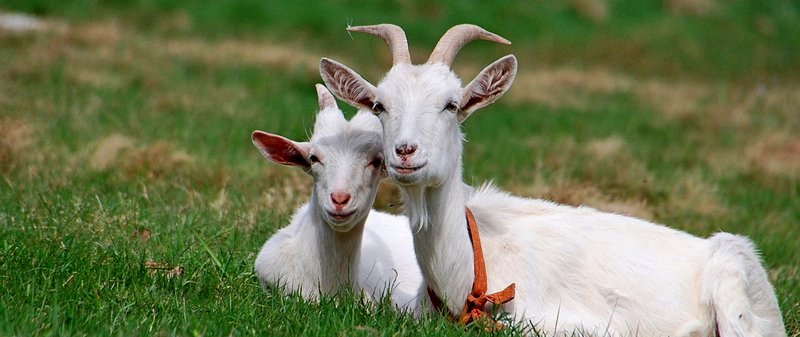 Все о козах в Краснокумском | ЗооТом портал о животных
