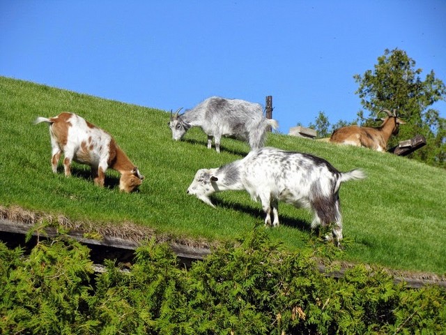 Все о козах в Краснокумском | ЗооТом портал о животных