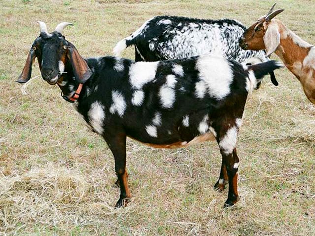 Породы коз в Краснокумском | ЗооТом портал о животных