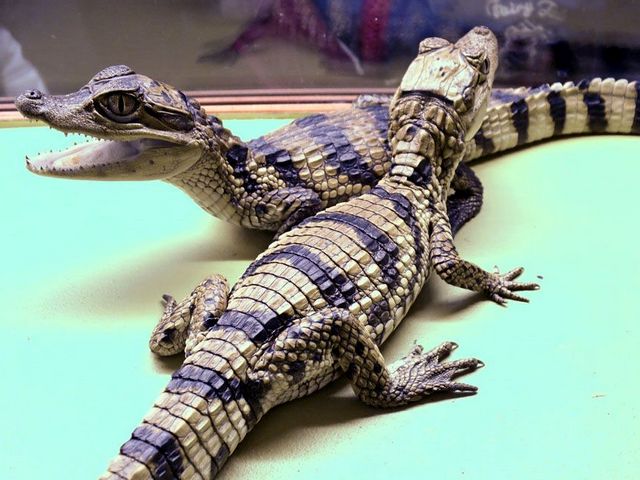 Все о крокодилах в Краснокумском | ЗооТом портал о животных