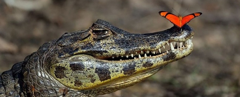 Все о крокодилах в Краснокумском | ЗооТом портал о животных
