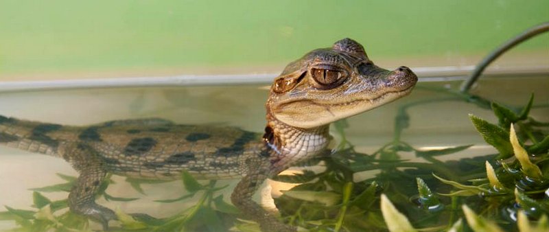 Содержание крокодилов и уход за ними в Краснокумском | ЗооТом портал о животных
