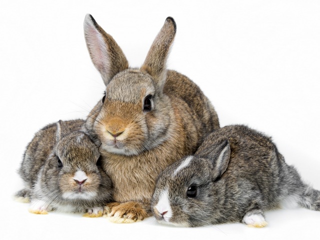 Все о кроликах в Краснокумском | ЗооТом портал о животных