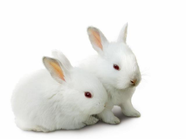 Все о кроликах в Краснокумском | ЗооТом портал о животных