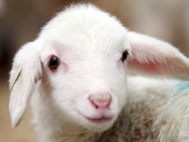 Овцы и бараны в Краснокумском | ЗооТом портал о животных