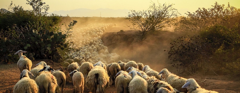 Все об овцах в Краснокумском | ЗооТом портал о животных