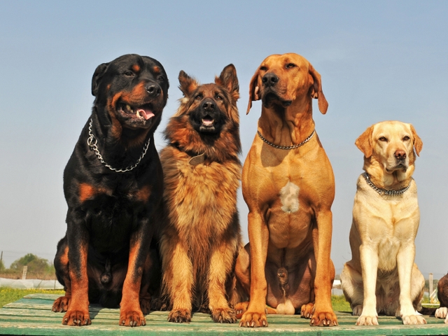 Крупные породы собак в Краснокумском | ЗооТом портал о животных