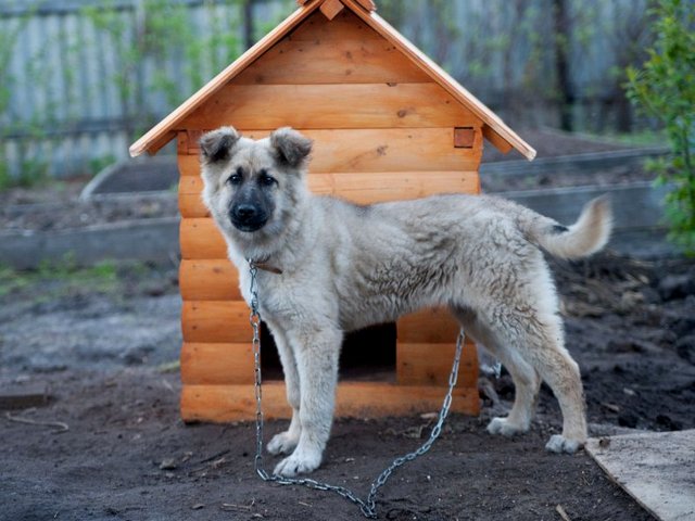 Все о собаках в Краснокумском