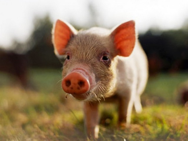 Все о свиньях в Краснокумском | ЗооТом портал о животных