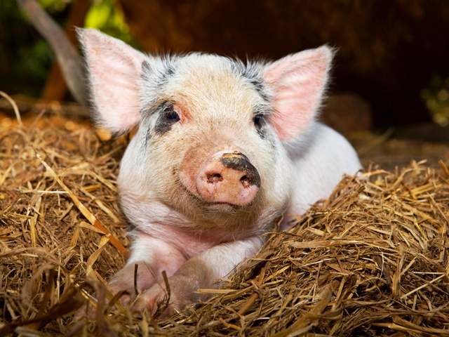 Все о свиньях в Краснокумском | ЗооТом портал о животных