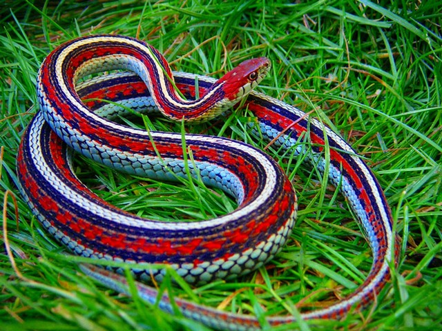 Все о змеях в Краснокумском | ЗооТом портал о животных