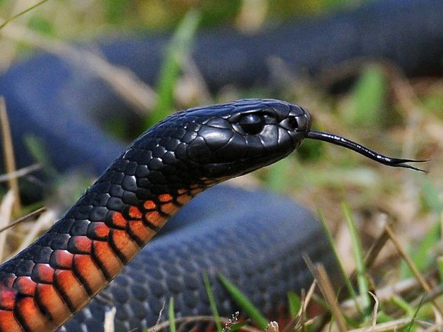 Все о змеях в Краснокумском | ЗооТом портал о животных